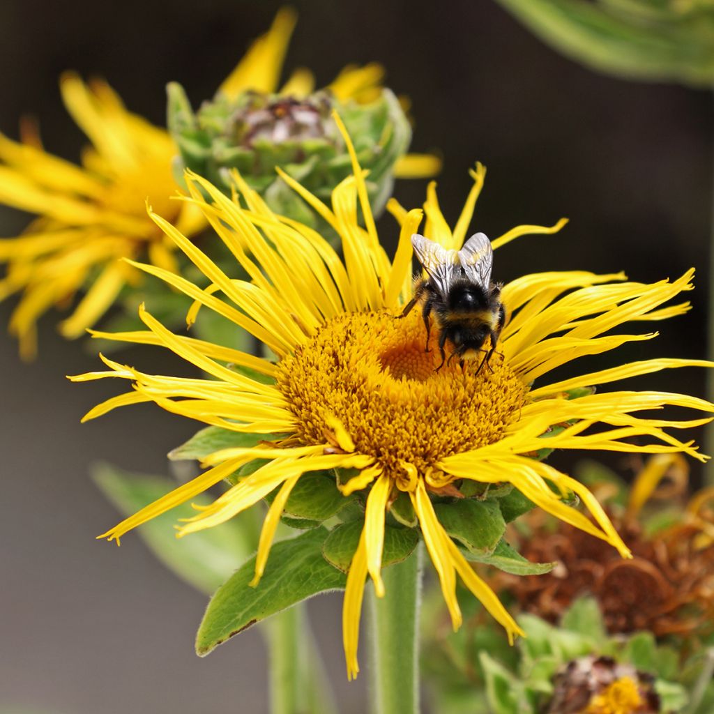 Inula magnifica 