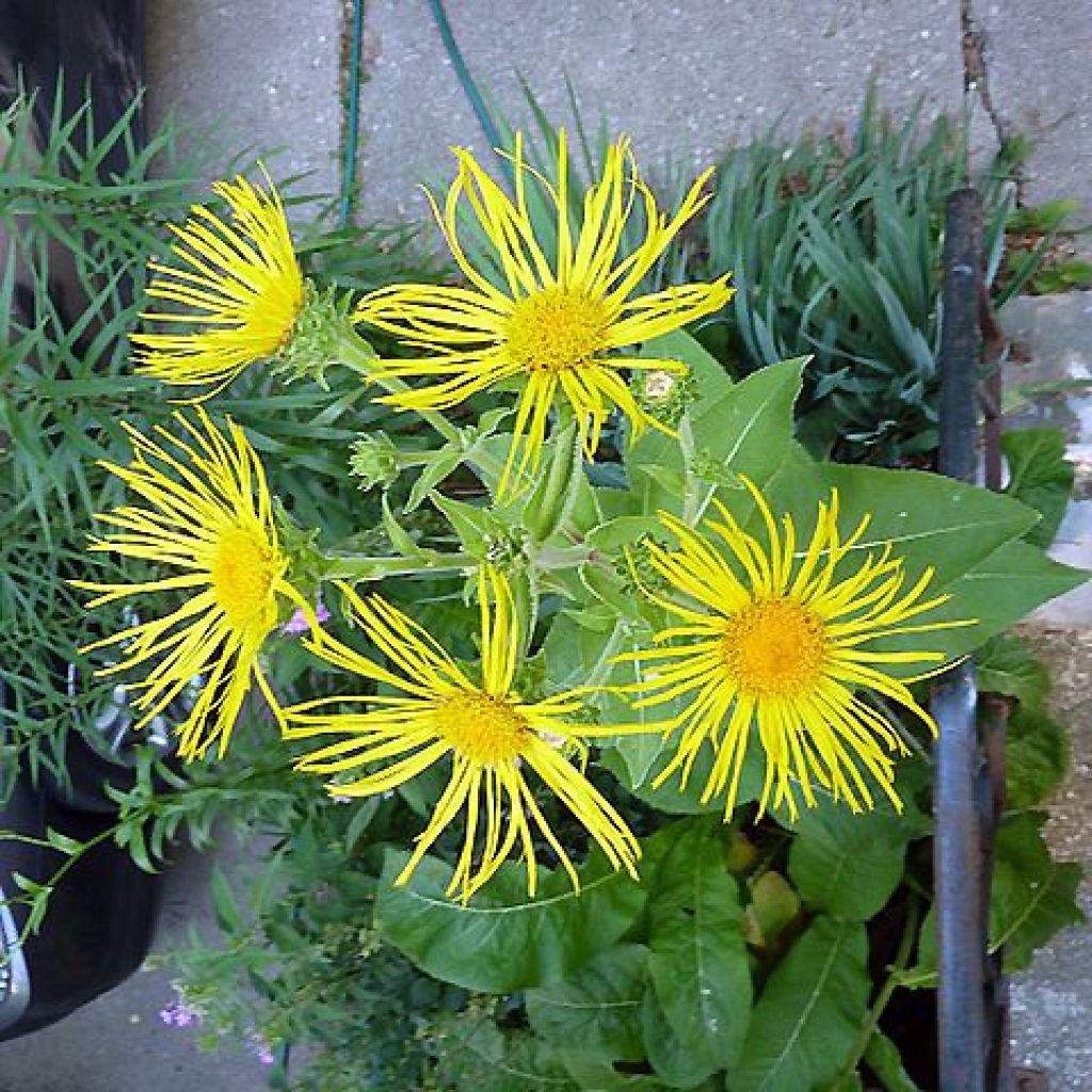 Inula orientalis - Aunée orientale