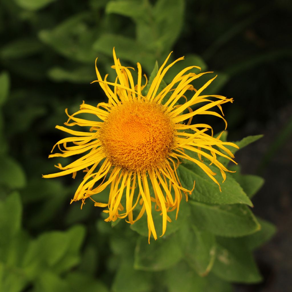 Inula orientalis 