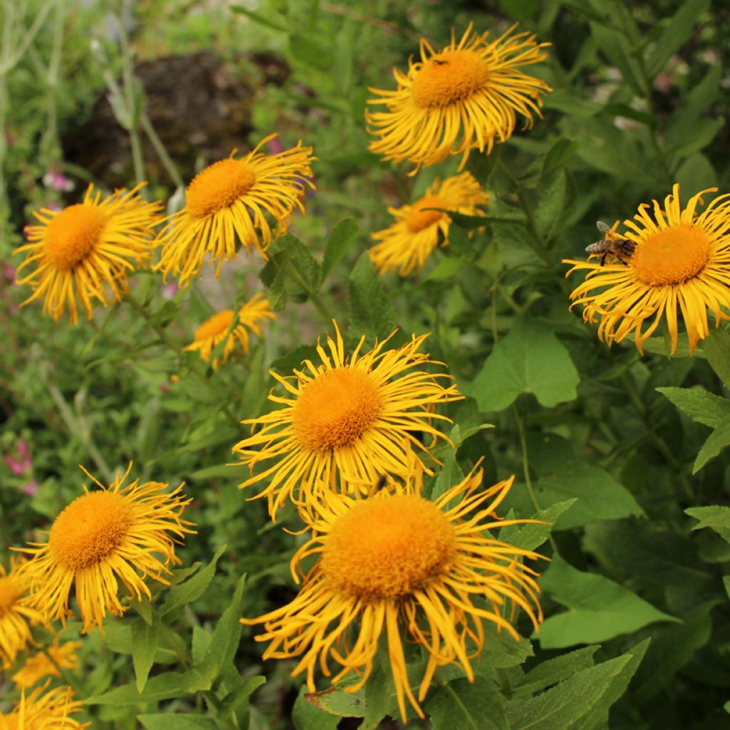 Inula orientalis 