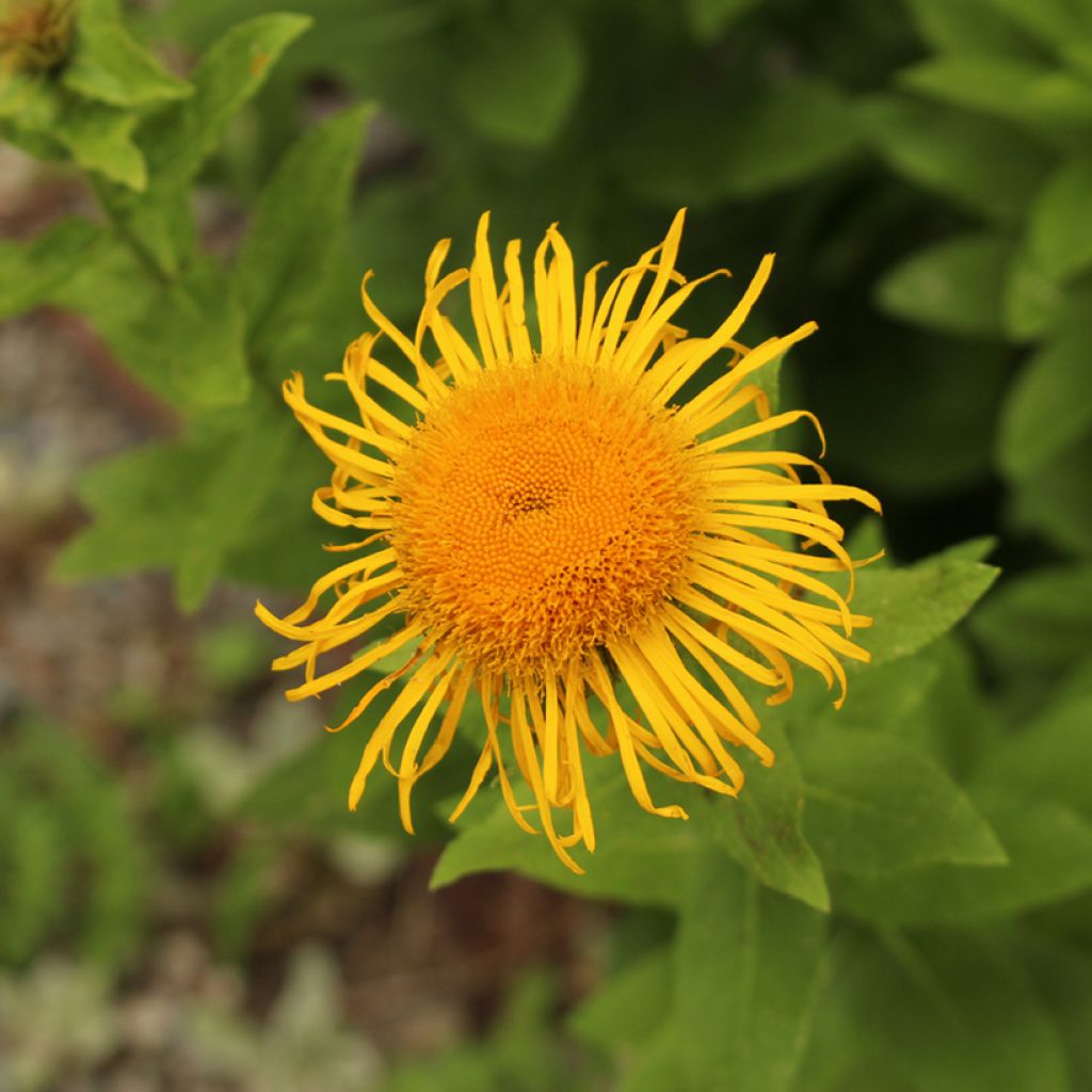 Inula orientalis 