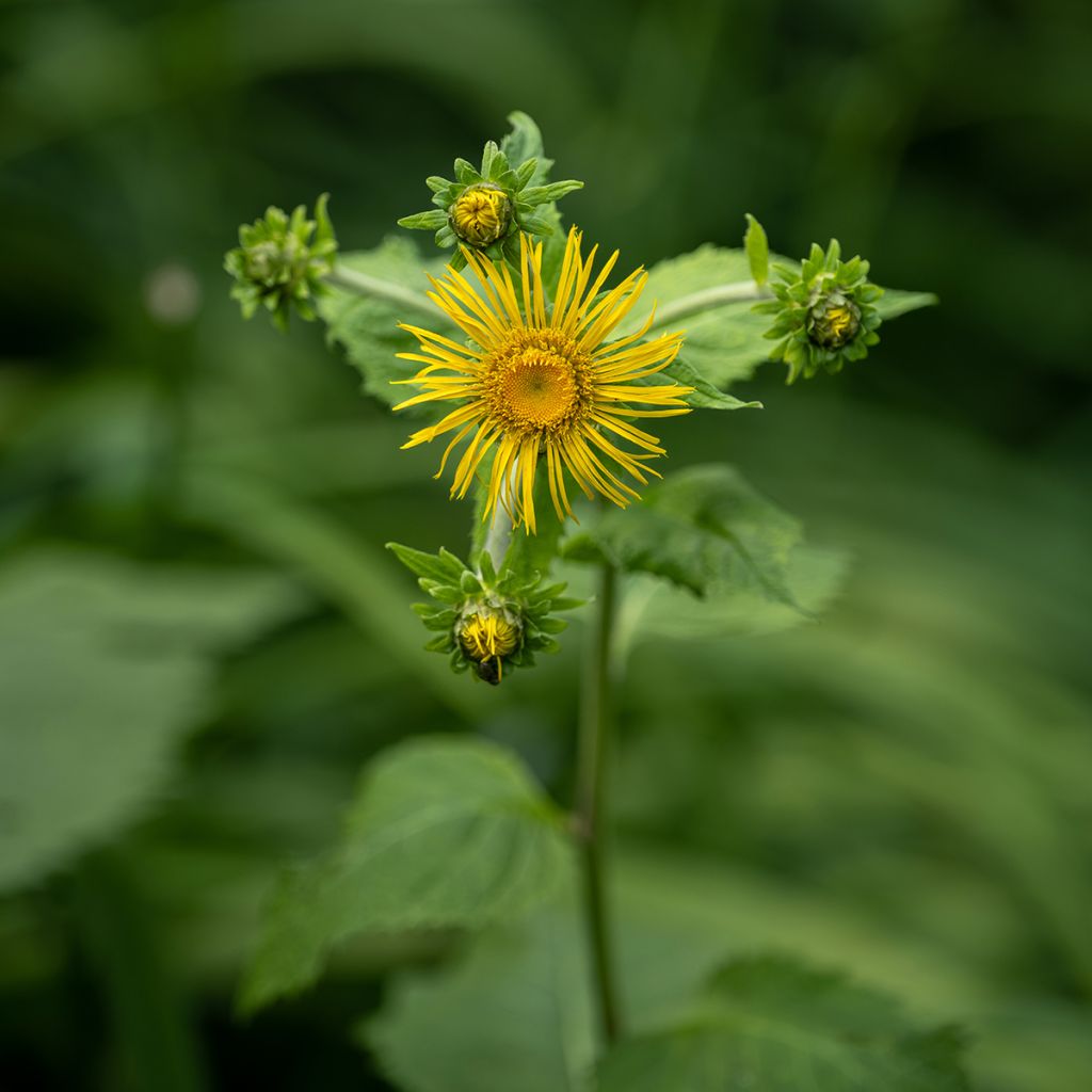 Inula racemosa Sonnenspeer - Indian elecampane