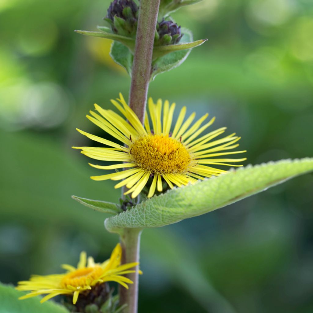 Inula racemosa Sonnenspeer - Indian elecampane