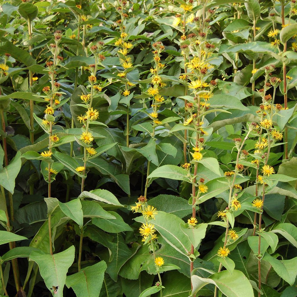 Inula racemosa Sonnenspeer - Indian elecampane