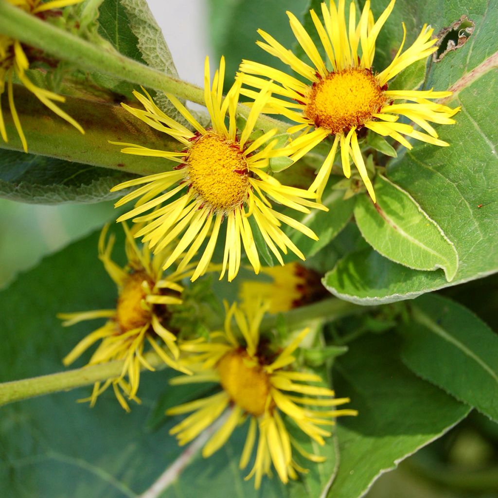 Inula racemosa Sonnenspeer - Indian elecampane