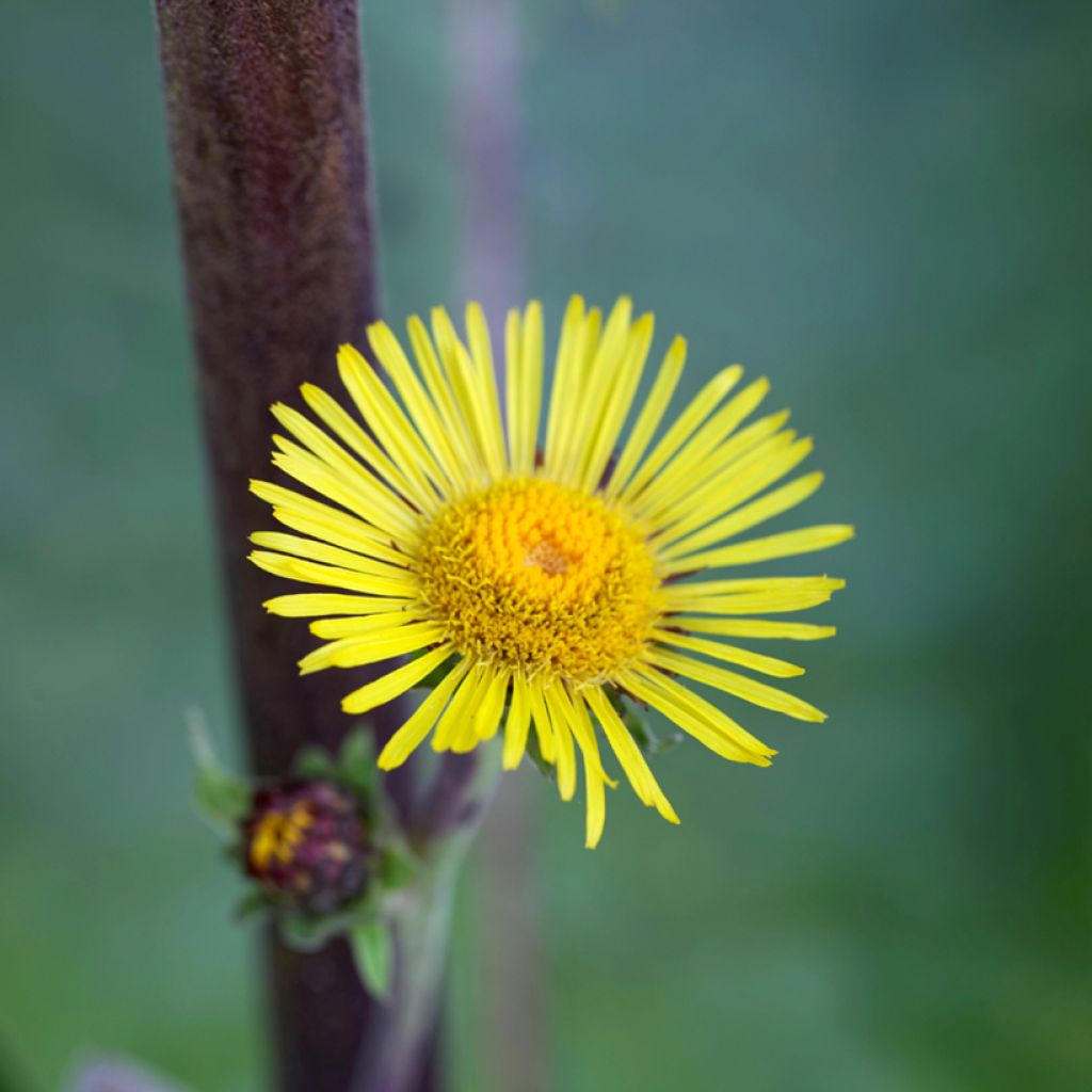 Inula racemosa Sonnenspeer - Indian elecampane