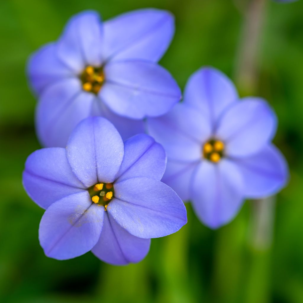 Ipheion uniflorum Jessie