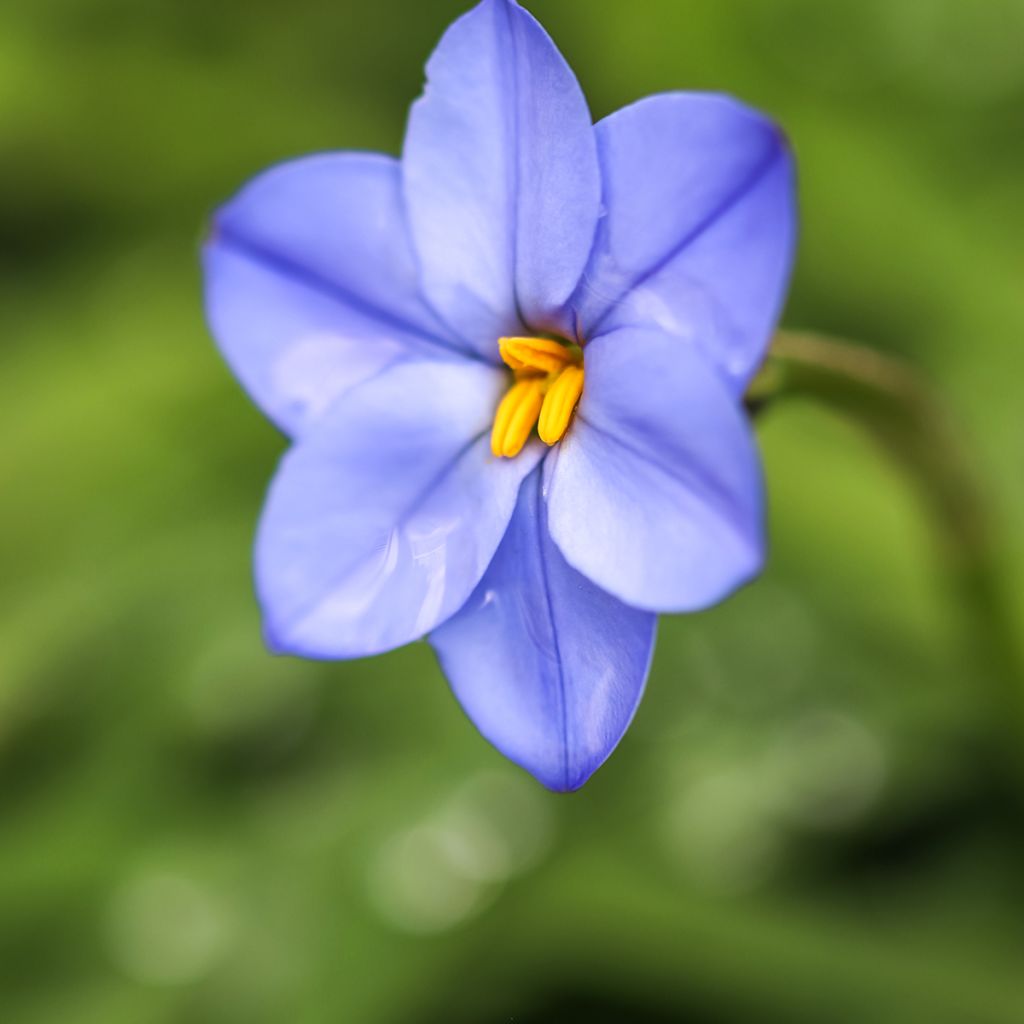 Ipheion uniflorum Jessie