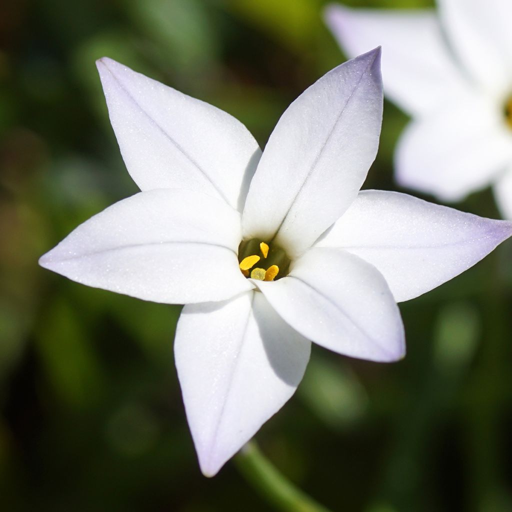 Ipheion uniflorum White Star