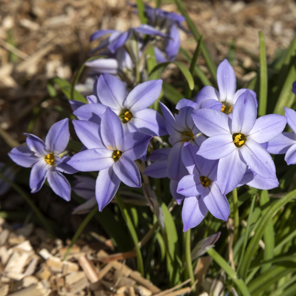 Ipheion uniflorum Wisley Blue