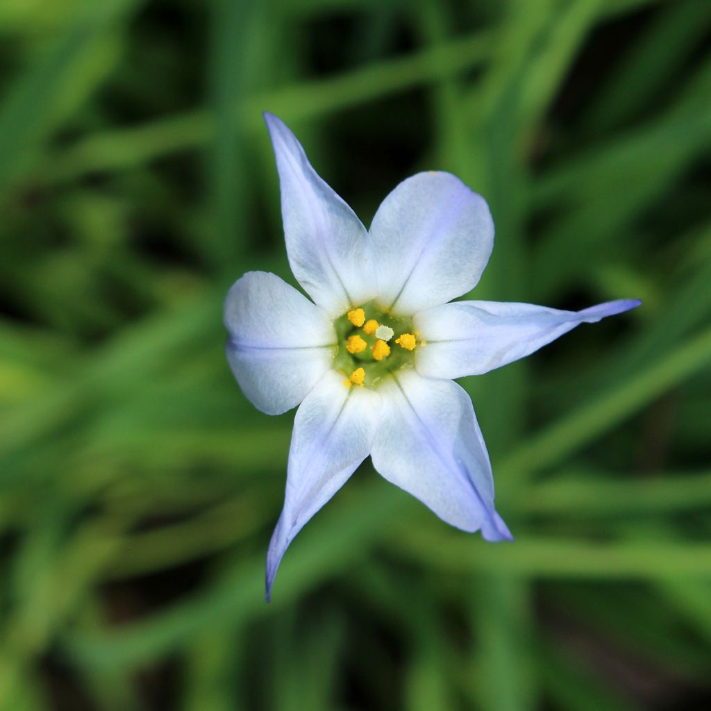 Ipheion uniflorum Wisley Blue