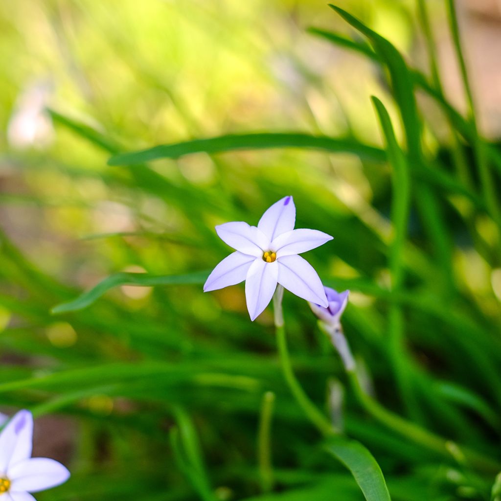 Ipheion uniflorum Wisley Blue