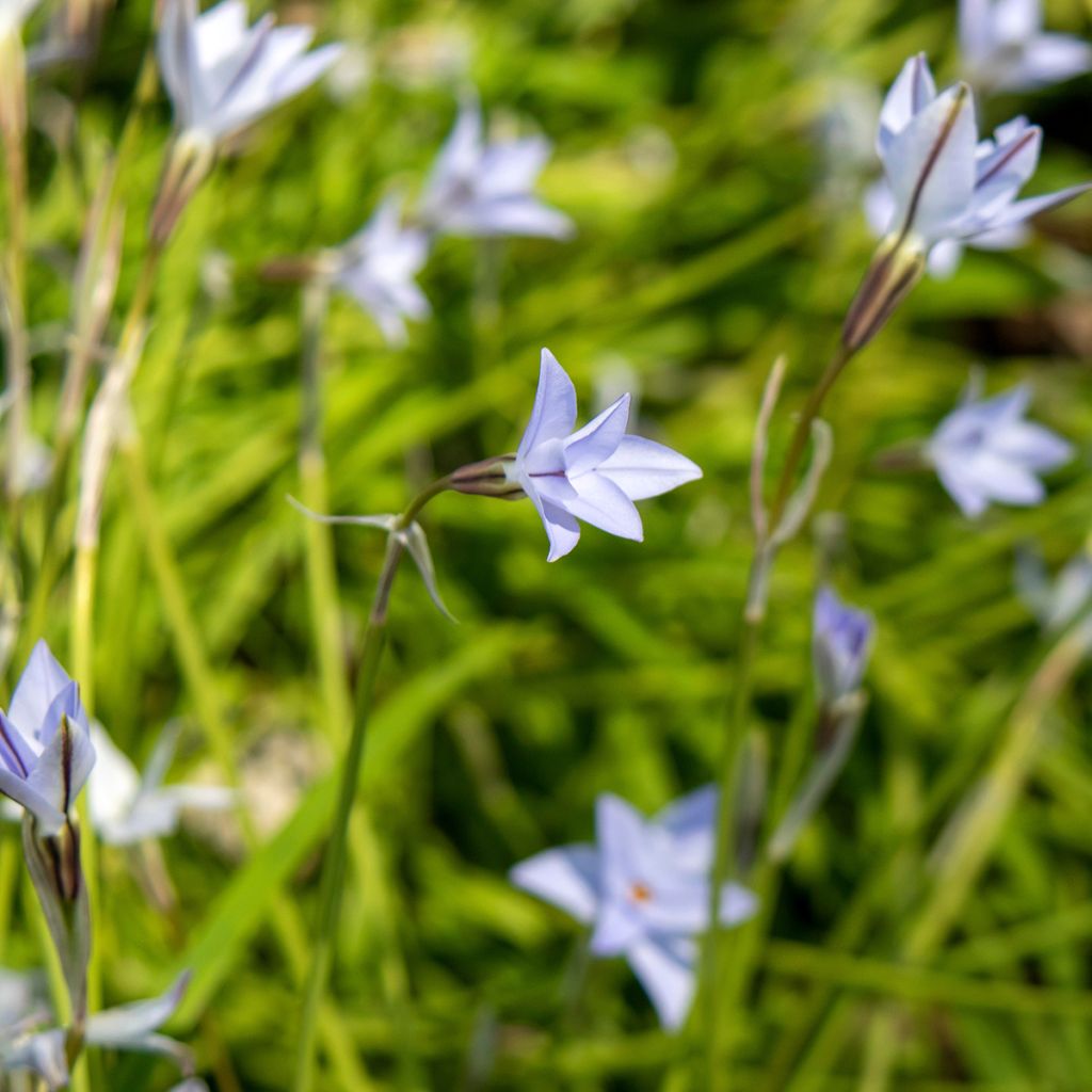 Ipheion uniflorum Wisley Blue