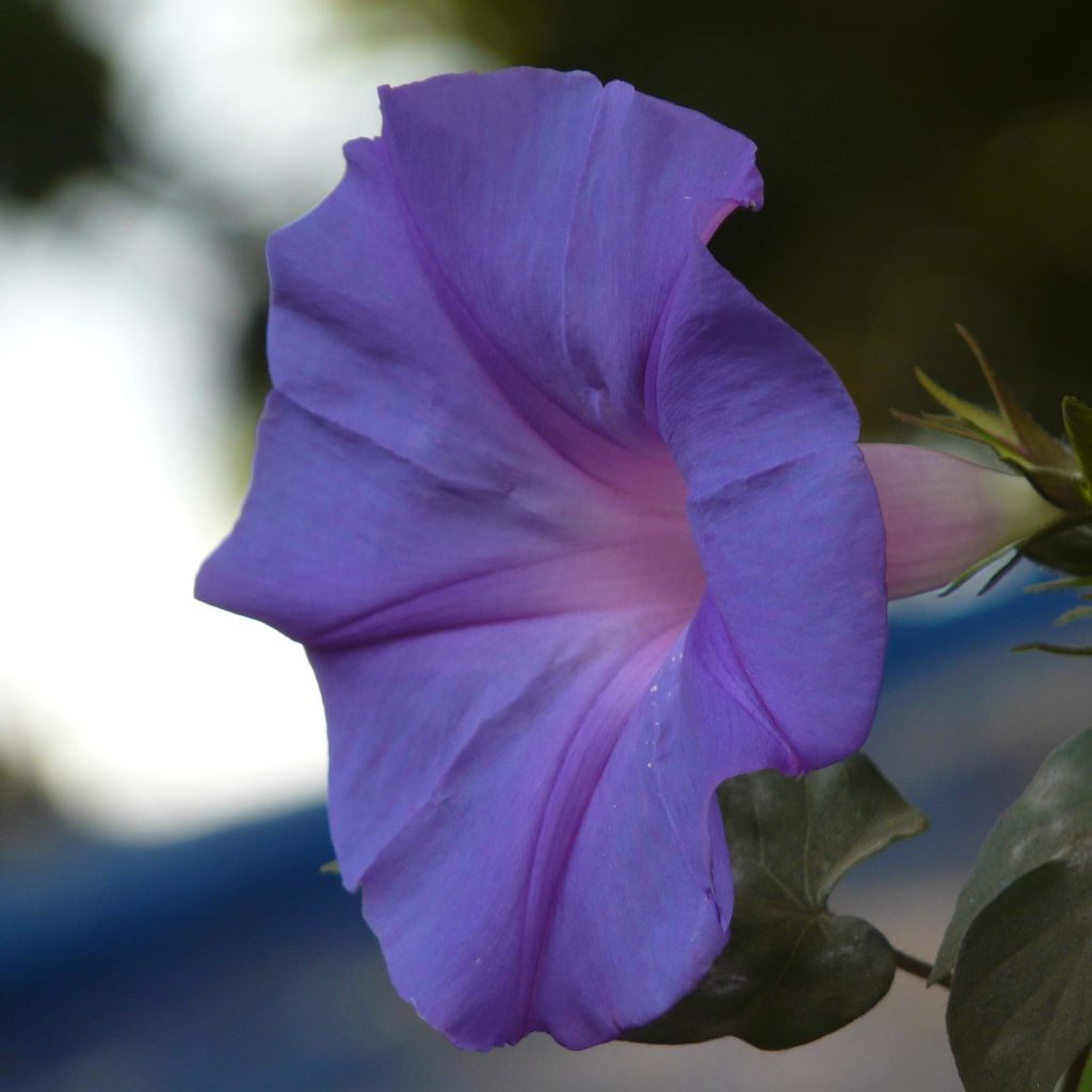 Ipomoea learii - Blue dawn flower