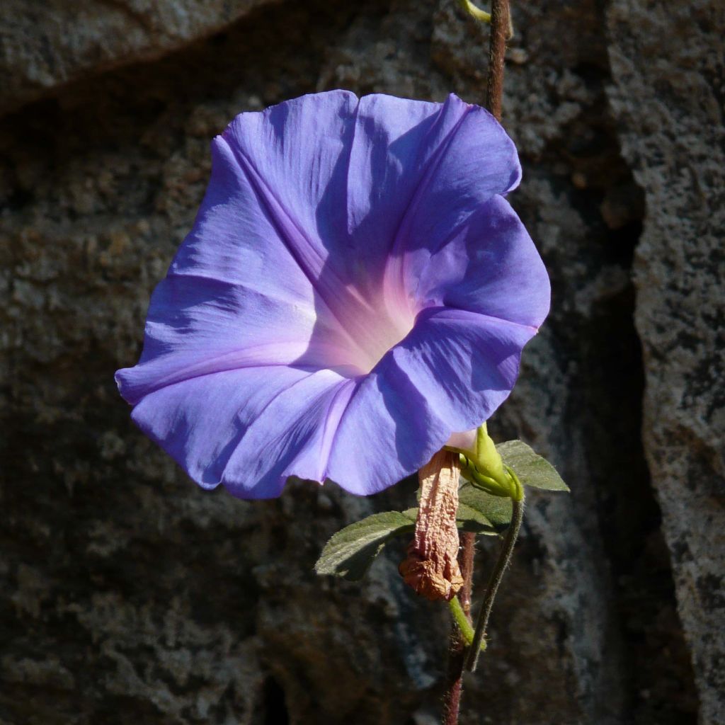 Ipomoea learii - Blue dawn flower