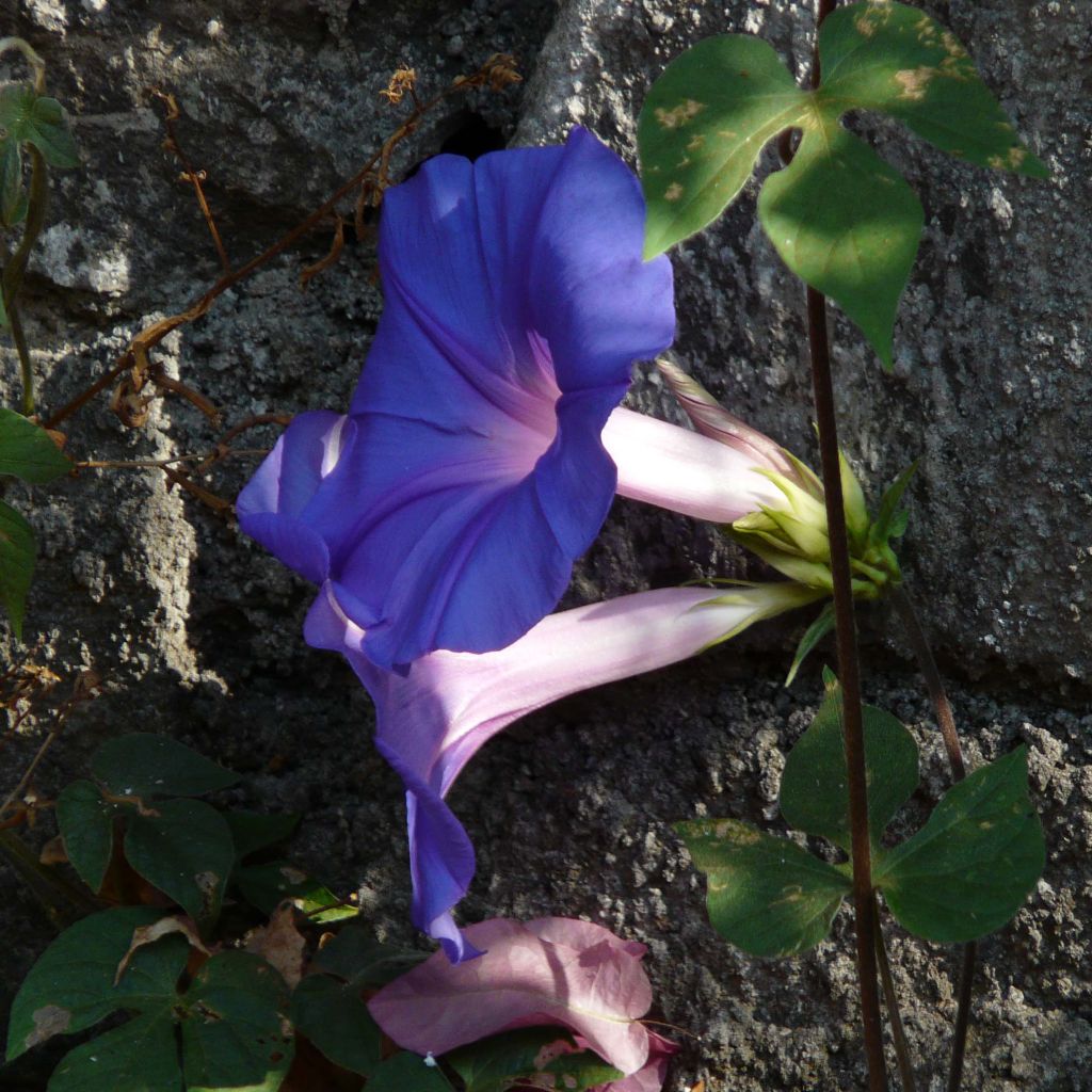 Ipomoea learii - Blue dawn flower