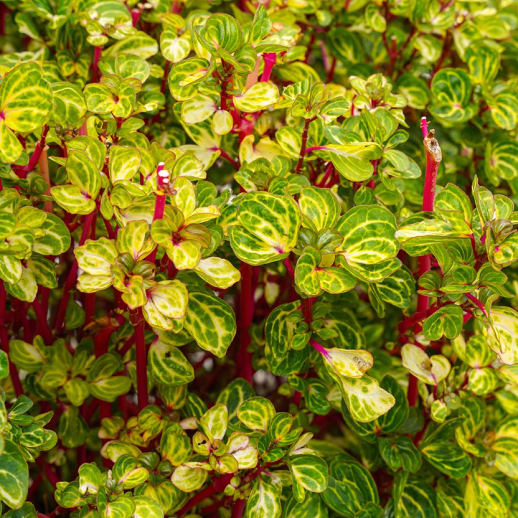 Iresine herbstii - Bloodleaf plant