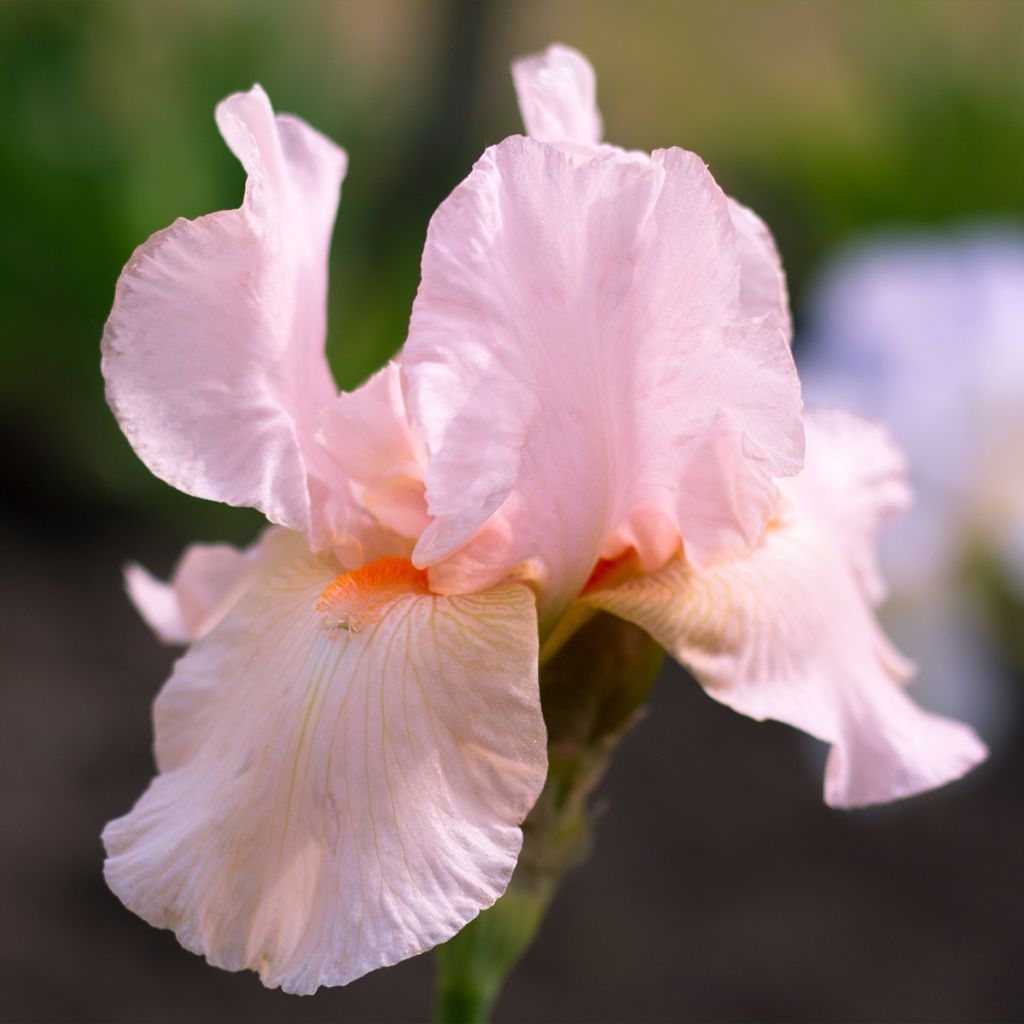 Iris Edward of Windsor - Bearded Iris