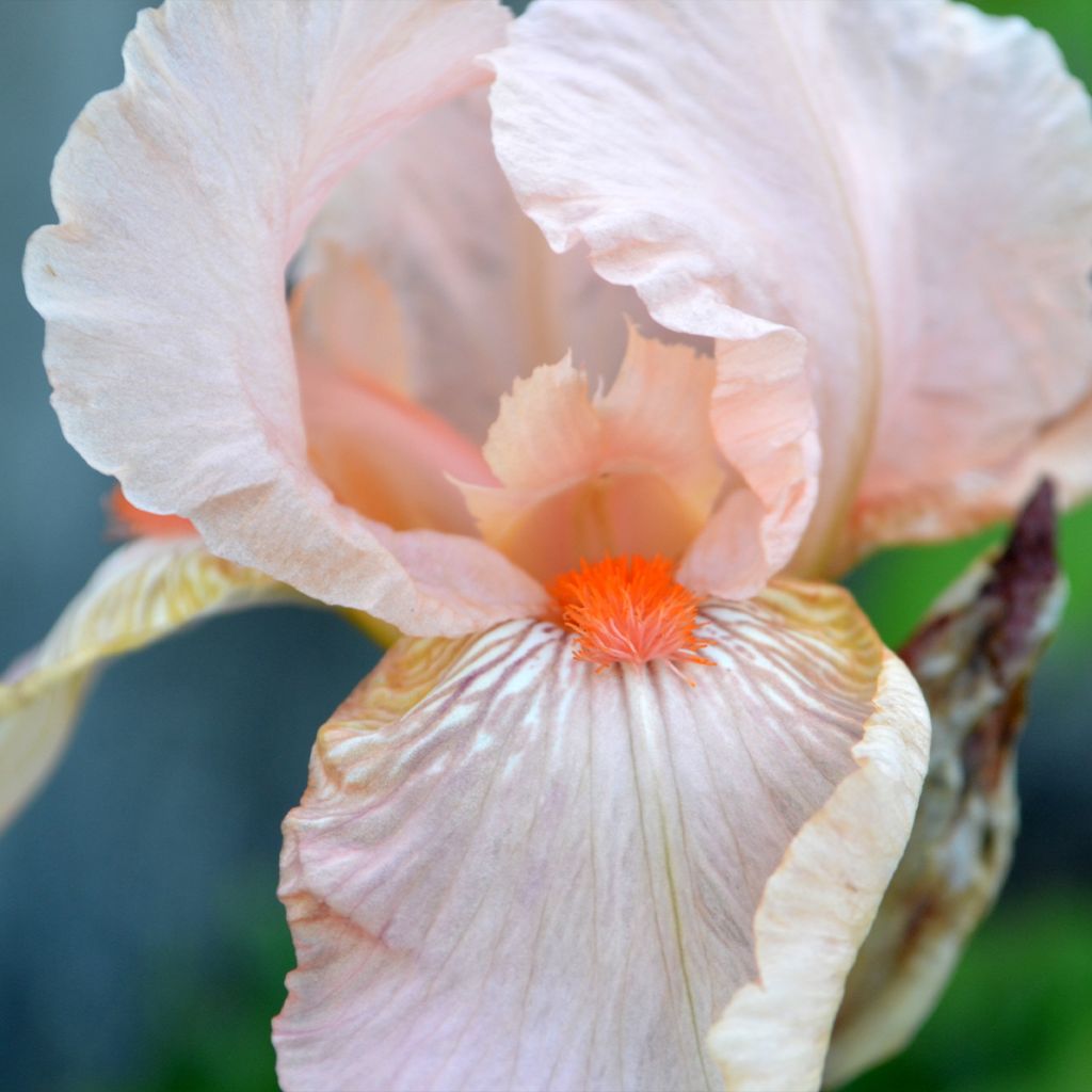 Iris Edward of Windsor - Bearded Iris