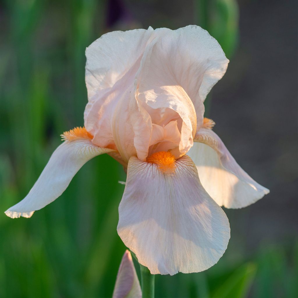 Iris Edward of Windsor - Bearded Iris
