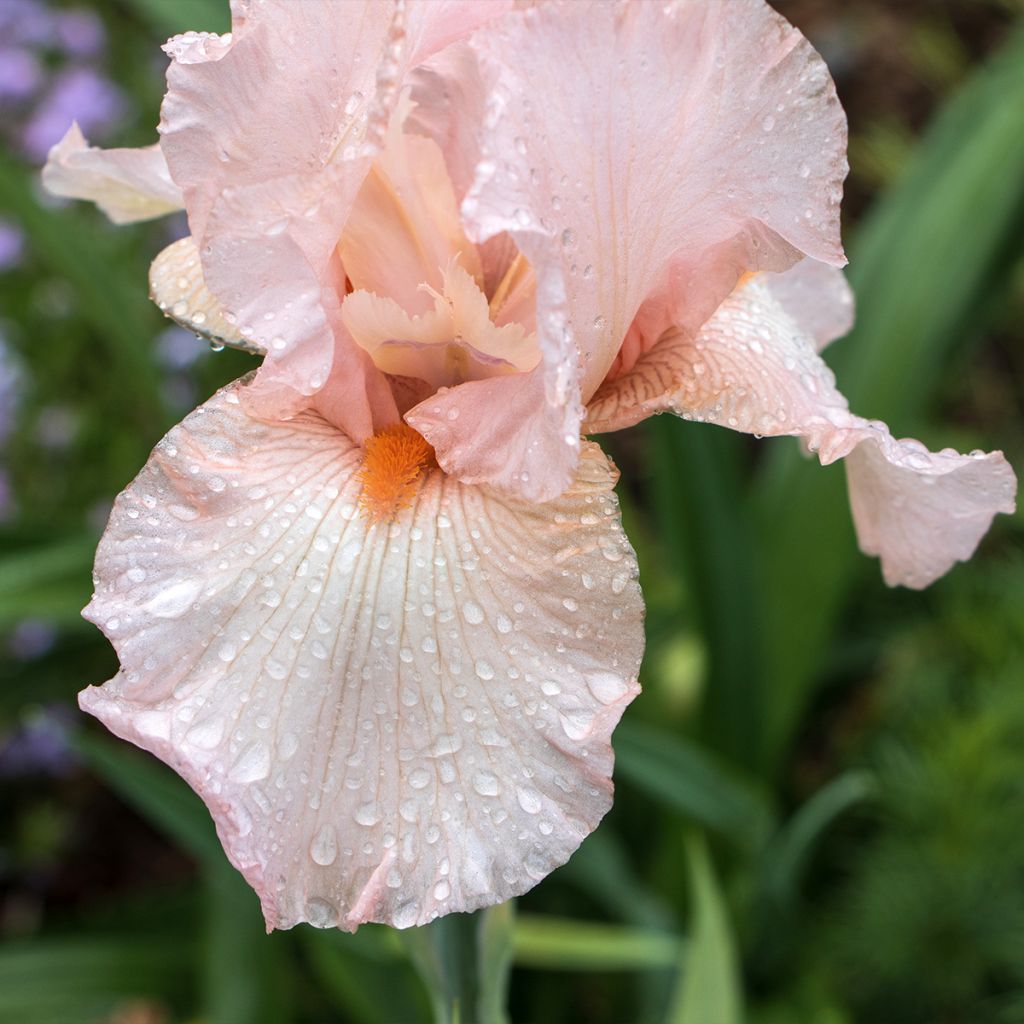 Iris Edward of Windsor - Bearded Iris