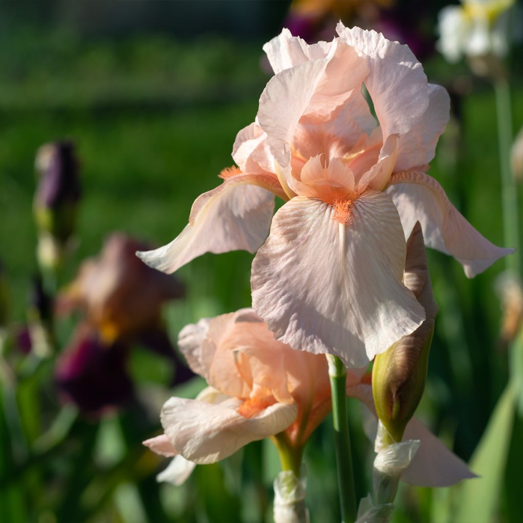 Iris Edward of Windsor - Bearded Iris