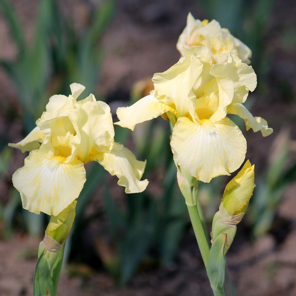 Iris Maui Moonlight - Bearded Iris