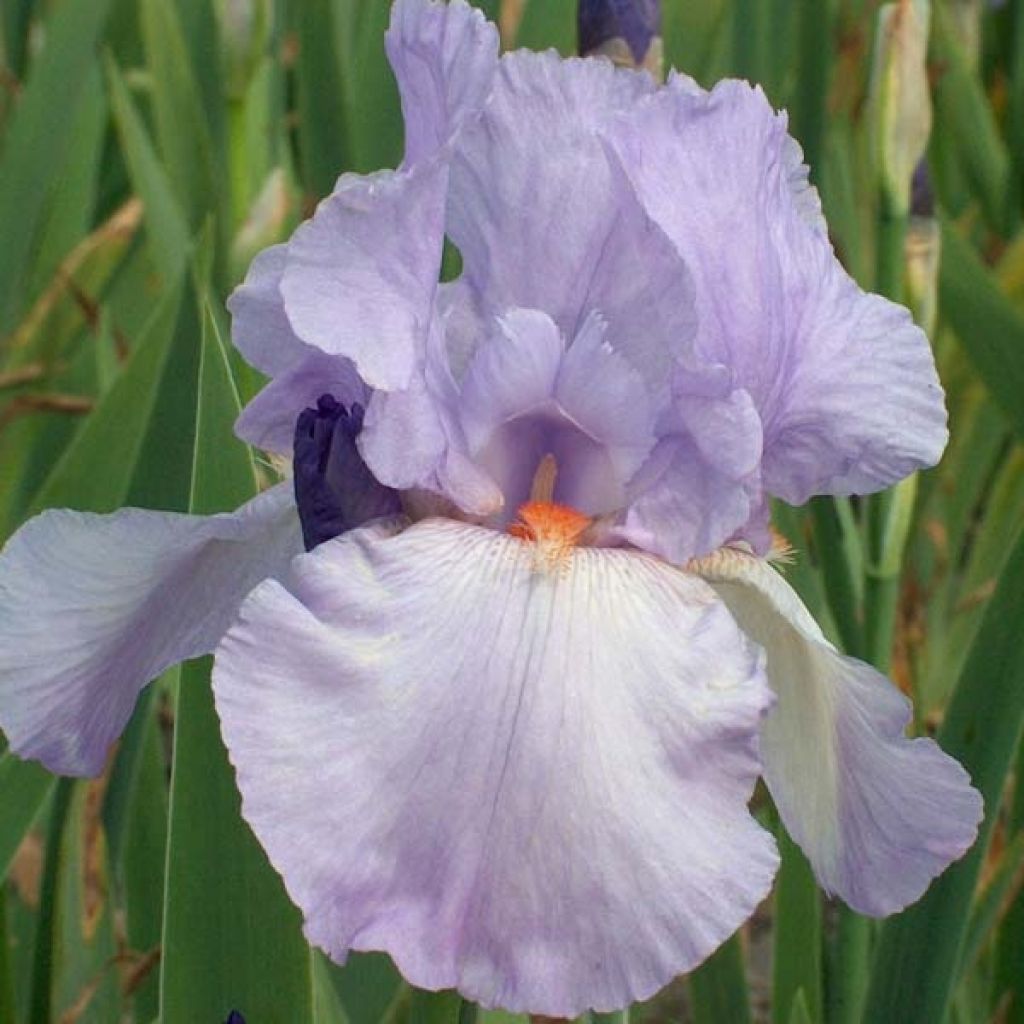 Iris germanica Late Lilac