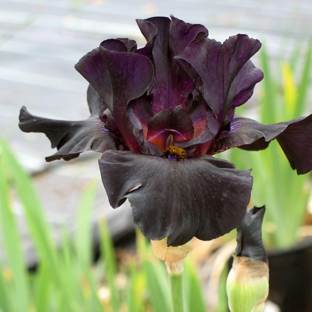 Iris Old Black Magic - Tall Bearded Iris