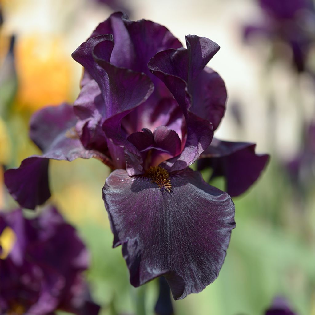 Iris Old Black Magic - Tall Bearded Iris