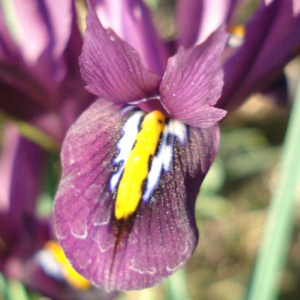 Iris reticulata Dijt