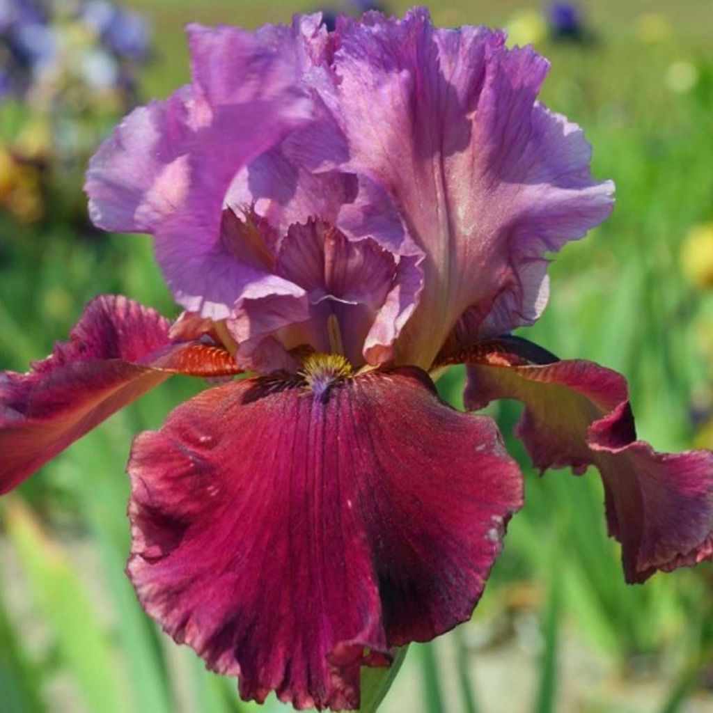 Iris germanica Gamay - Iris des Jardins Gamay