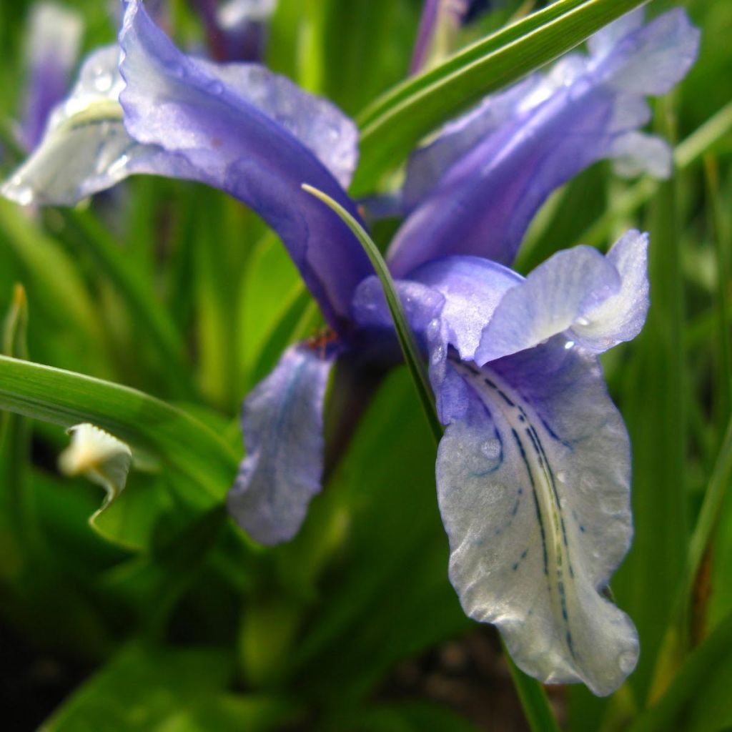 Iris aucheri - Iris botanique