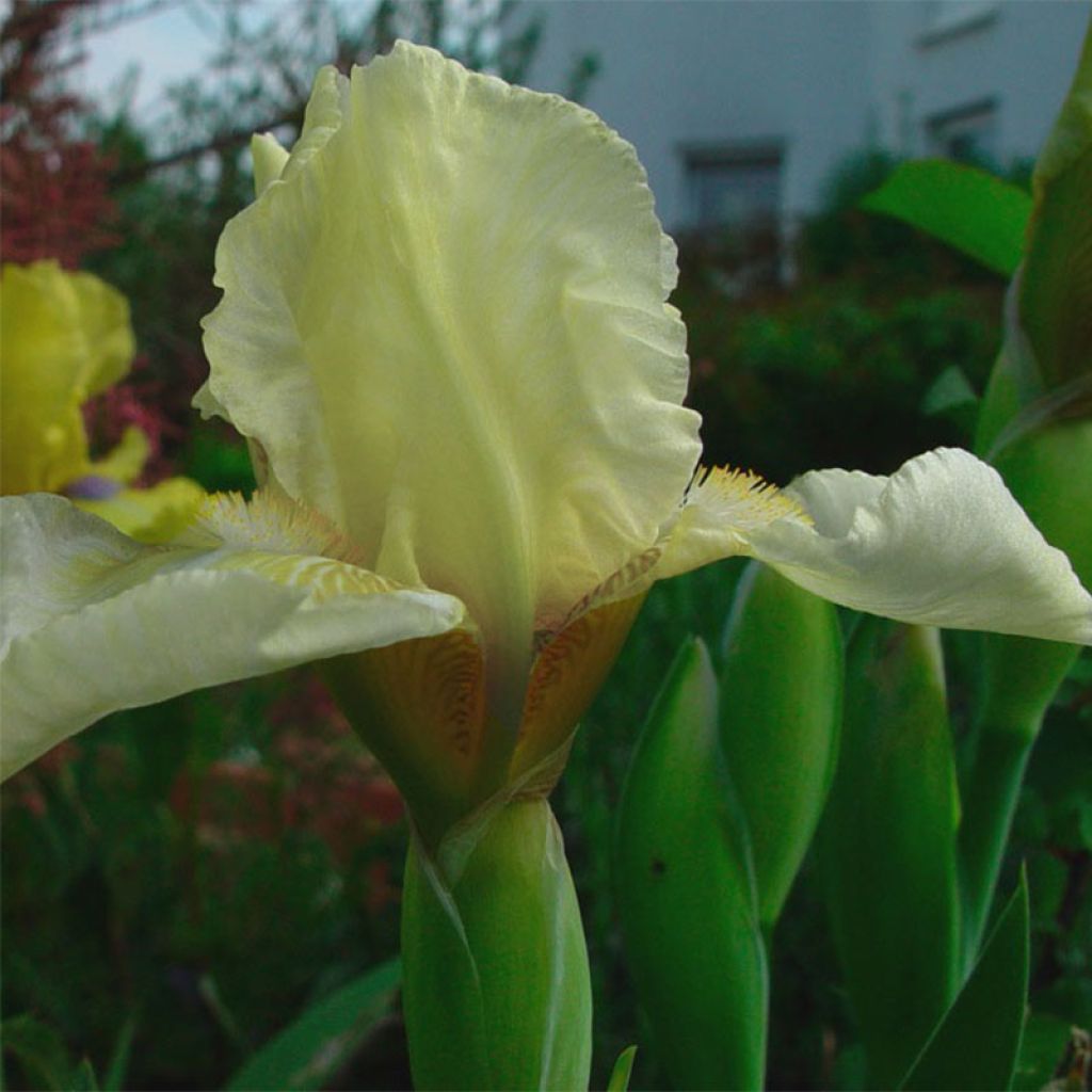 Iris Maui Moonlight - Bearded Iris