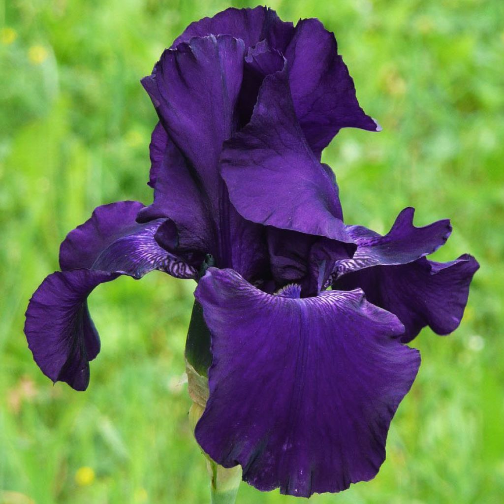 Bearded Iris Superstition
