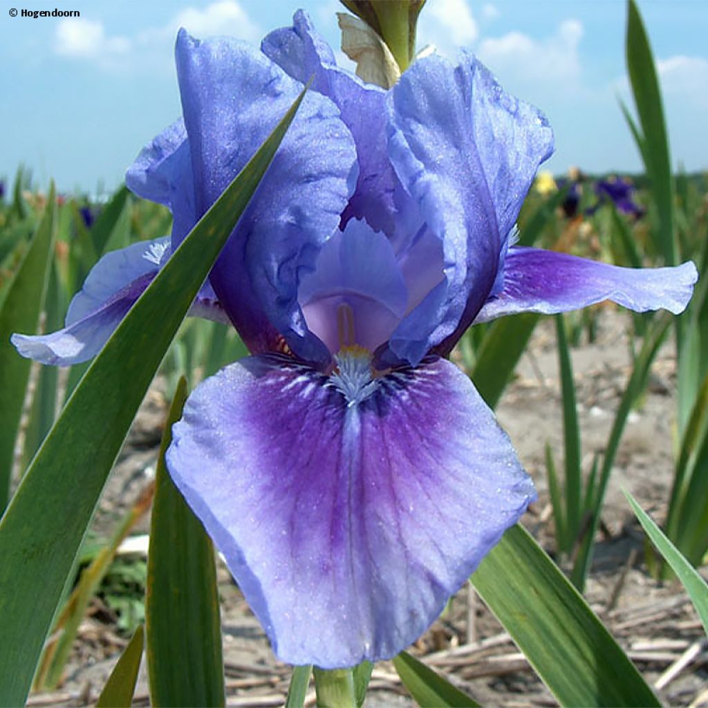 Iris Barbata-Media Bedtime Story