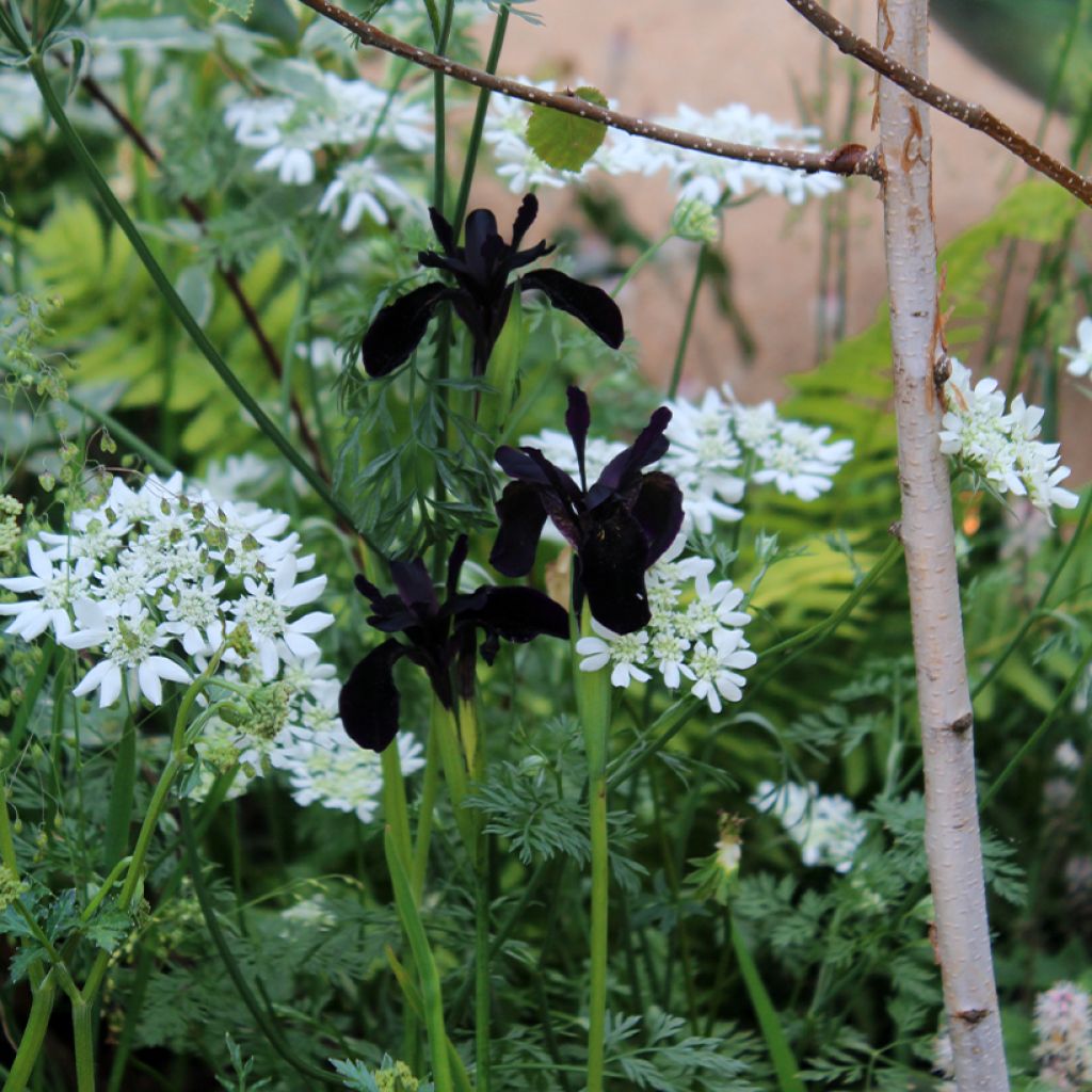 Iris chrysographes Black Knight - Black Iris