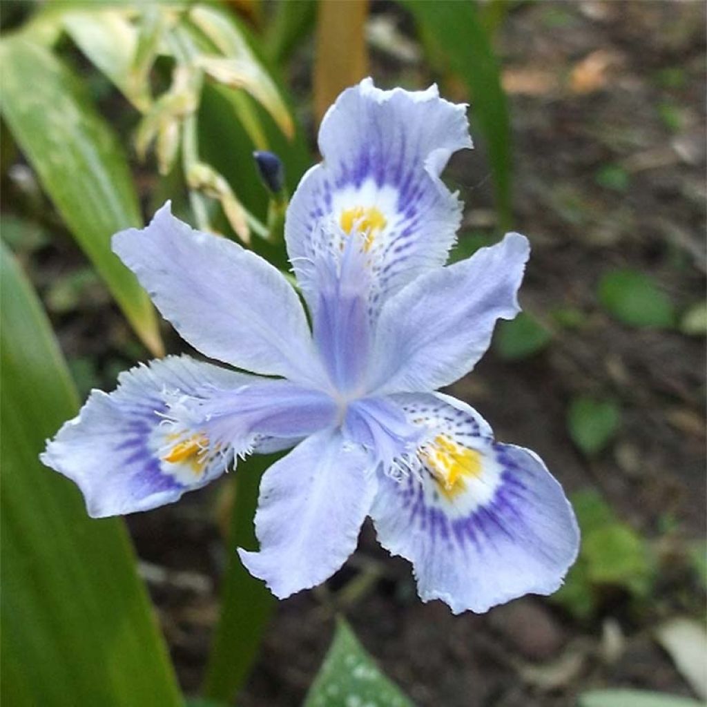 Iris confusa Martyn Rix