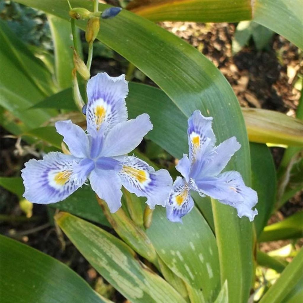 Iris confusa Martyn Rix