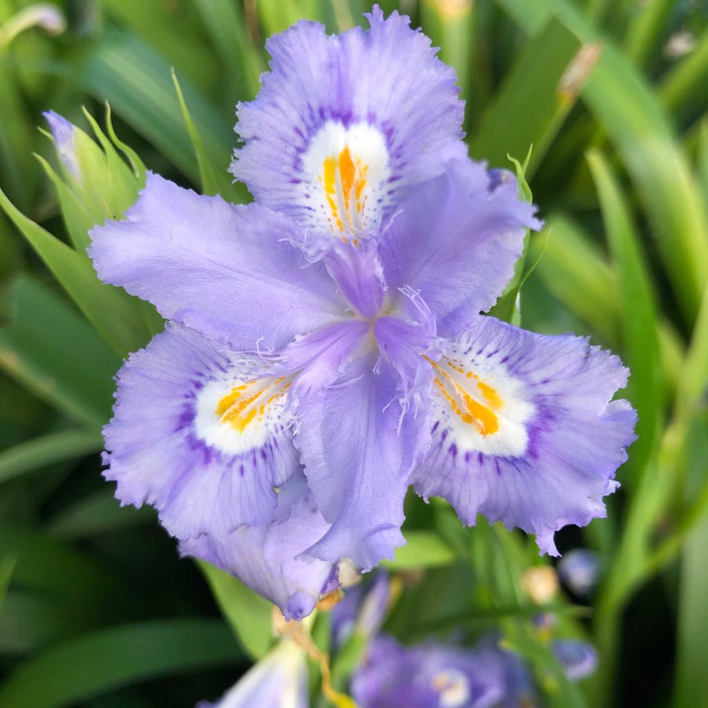 Iris confusa Martyn Rix