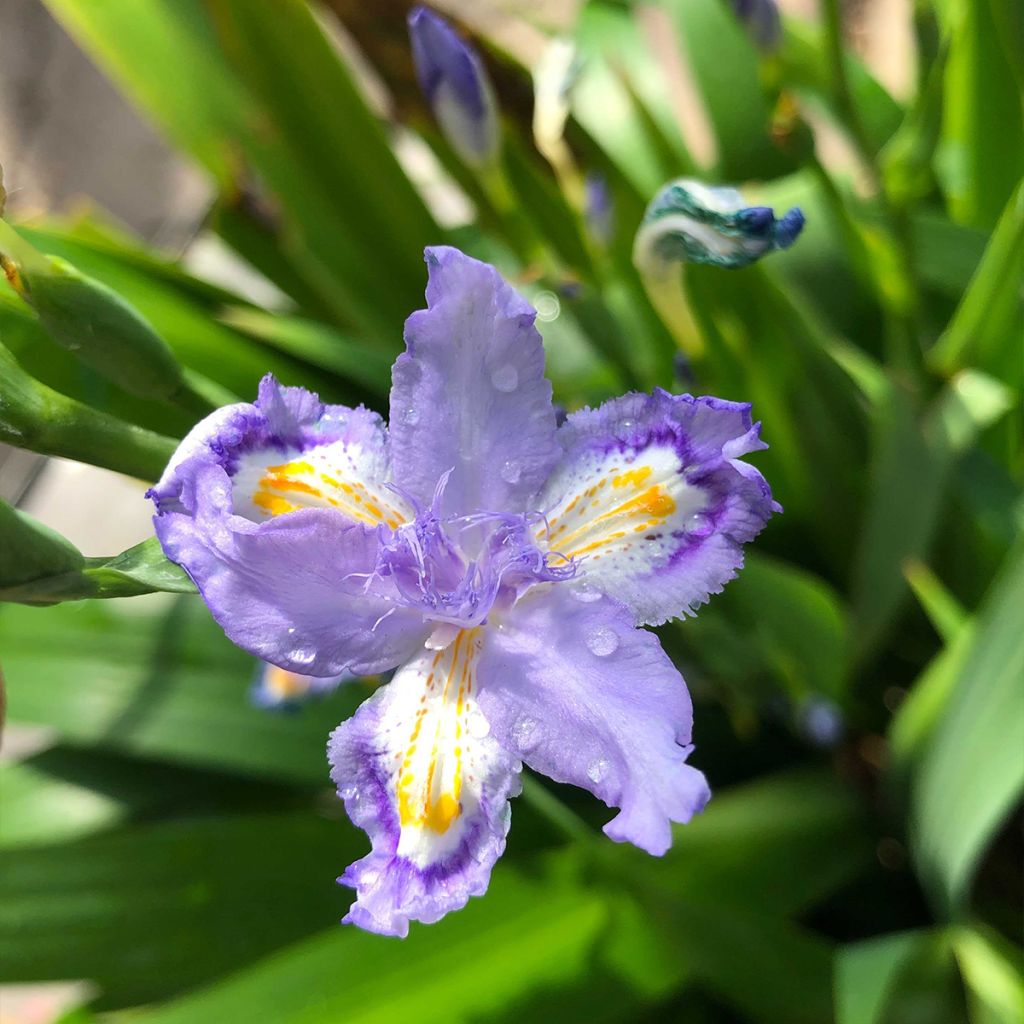 Iris confusa Martyn Rix