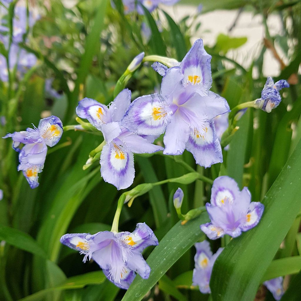 Iris confusa Martyn Rix