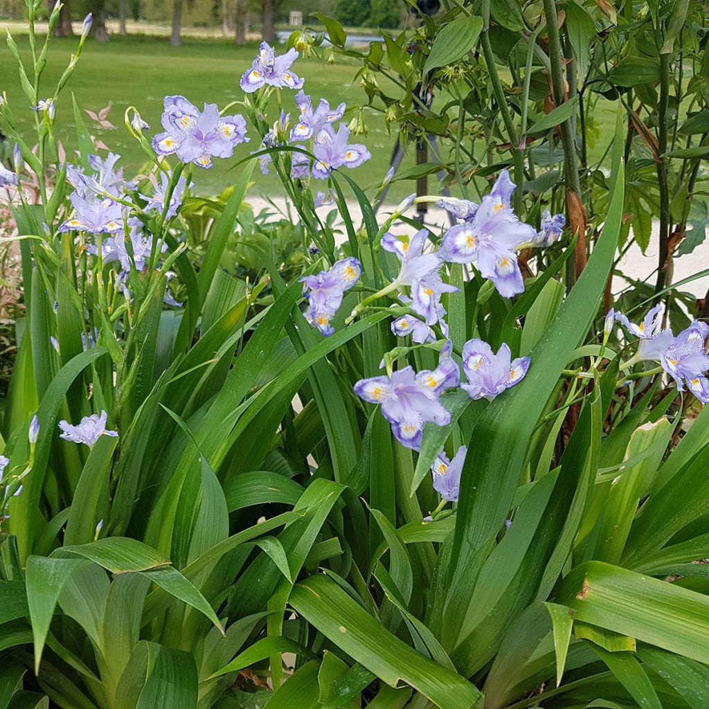 Iris confusa Martyn Rix