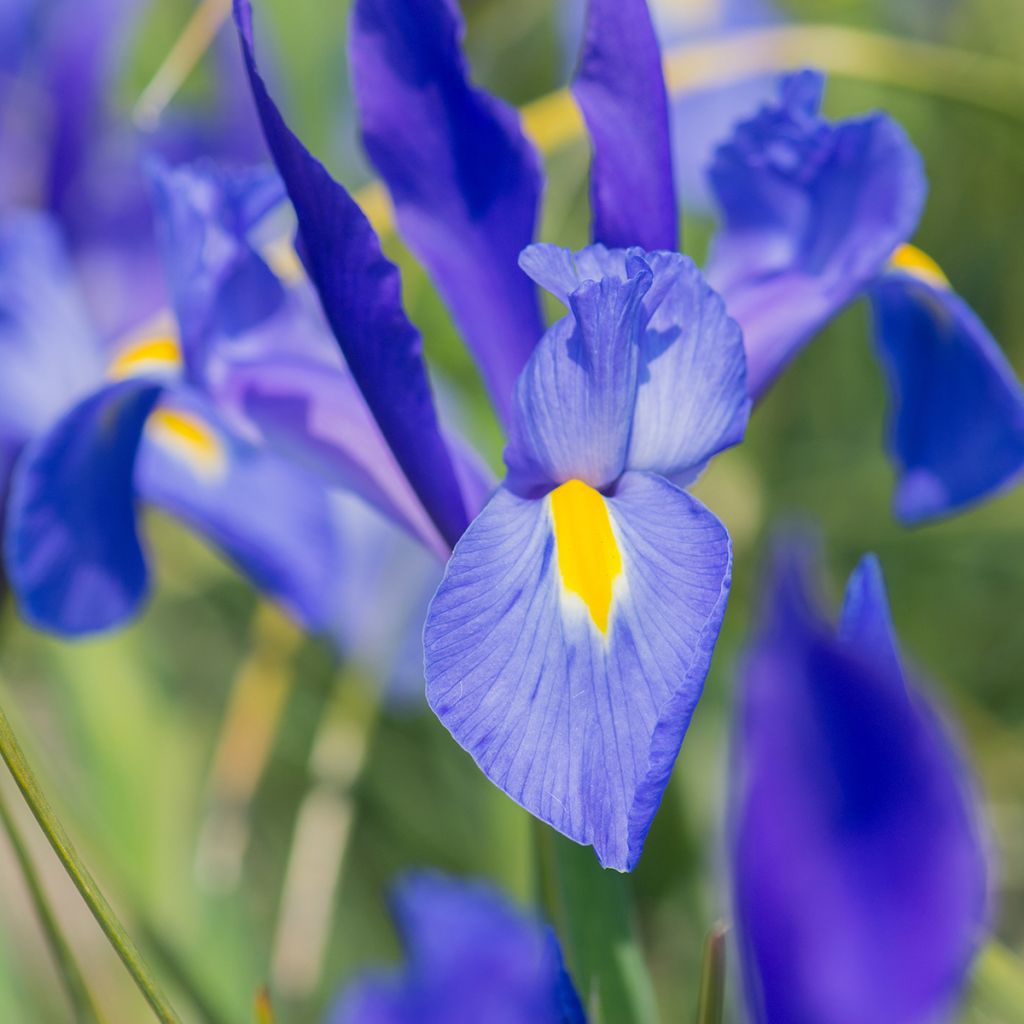 Iris de Hollande Blue Magic