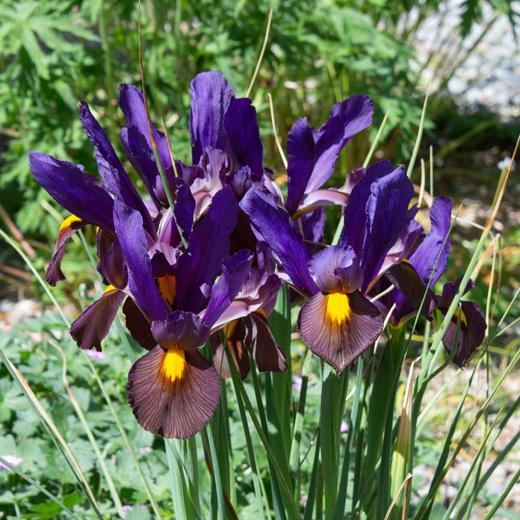 Iris hollandica Eye of the Tiger - Dutch Iris