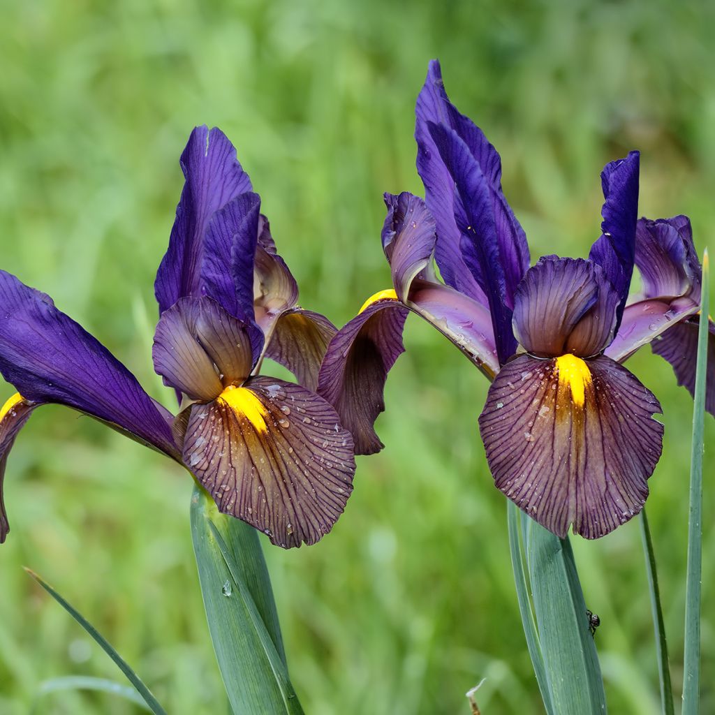 Iris hollandica Eye of the Tiger - Dutch Iris