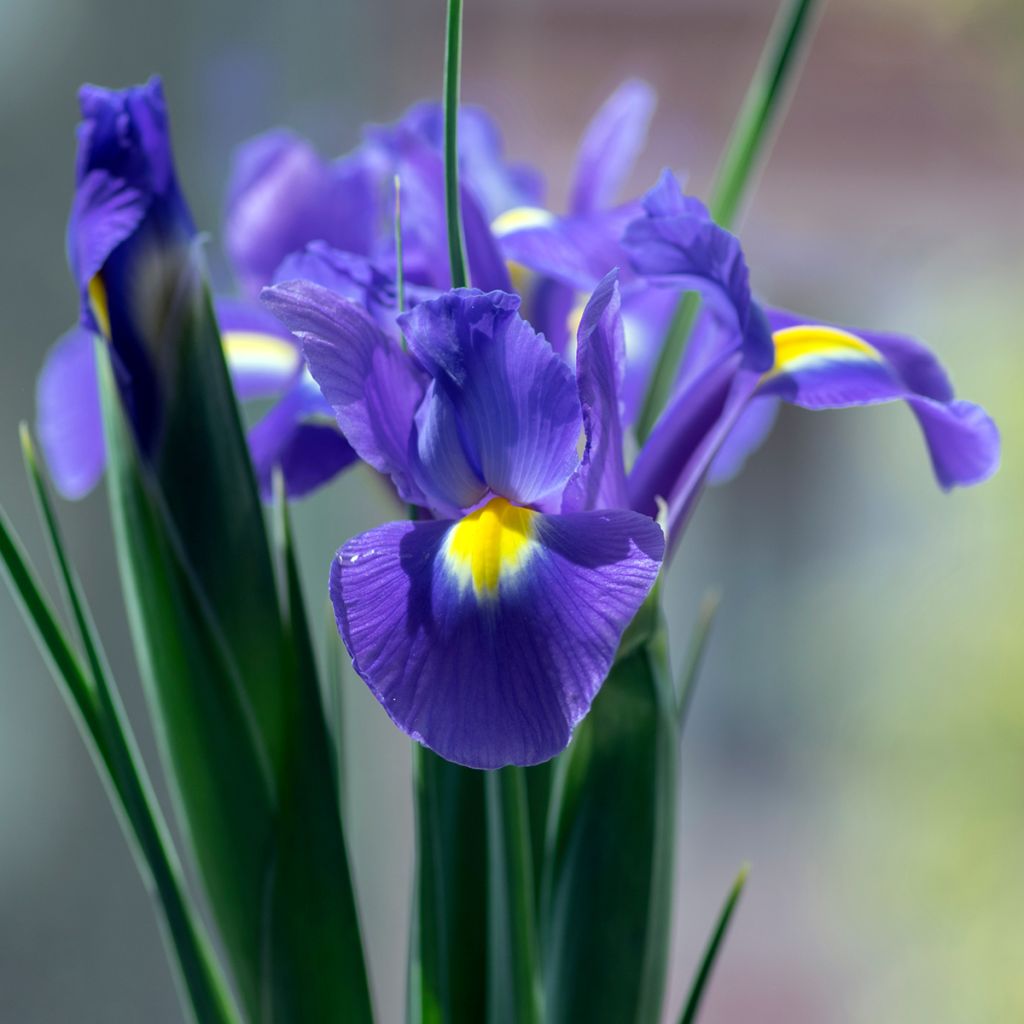 Iris x hollandica Sapphire Beauty