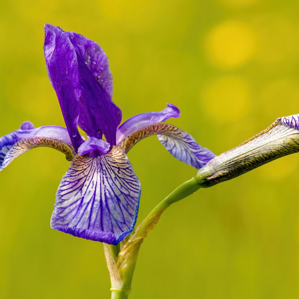 Iris sibirica Blue King - Siberian Iris