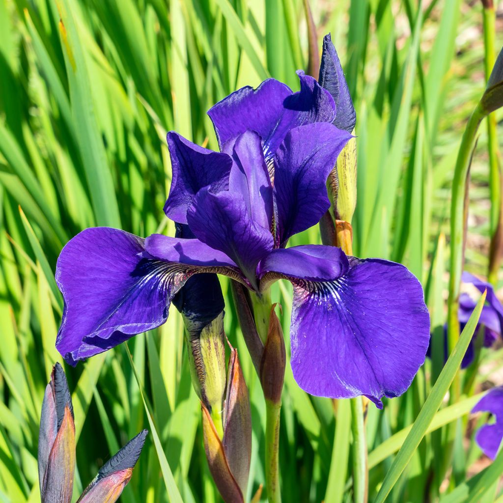 Iris sibirica Caesars Brother - Siberian Iris