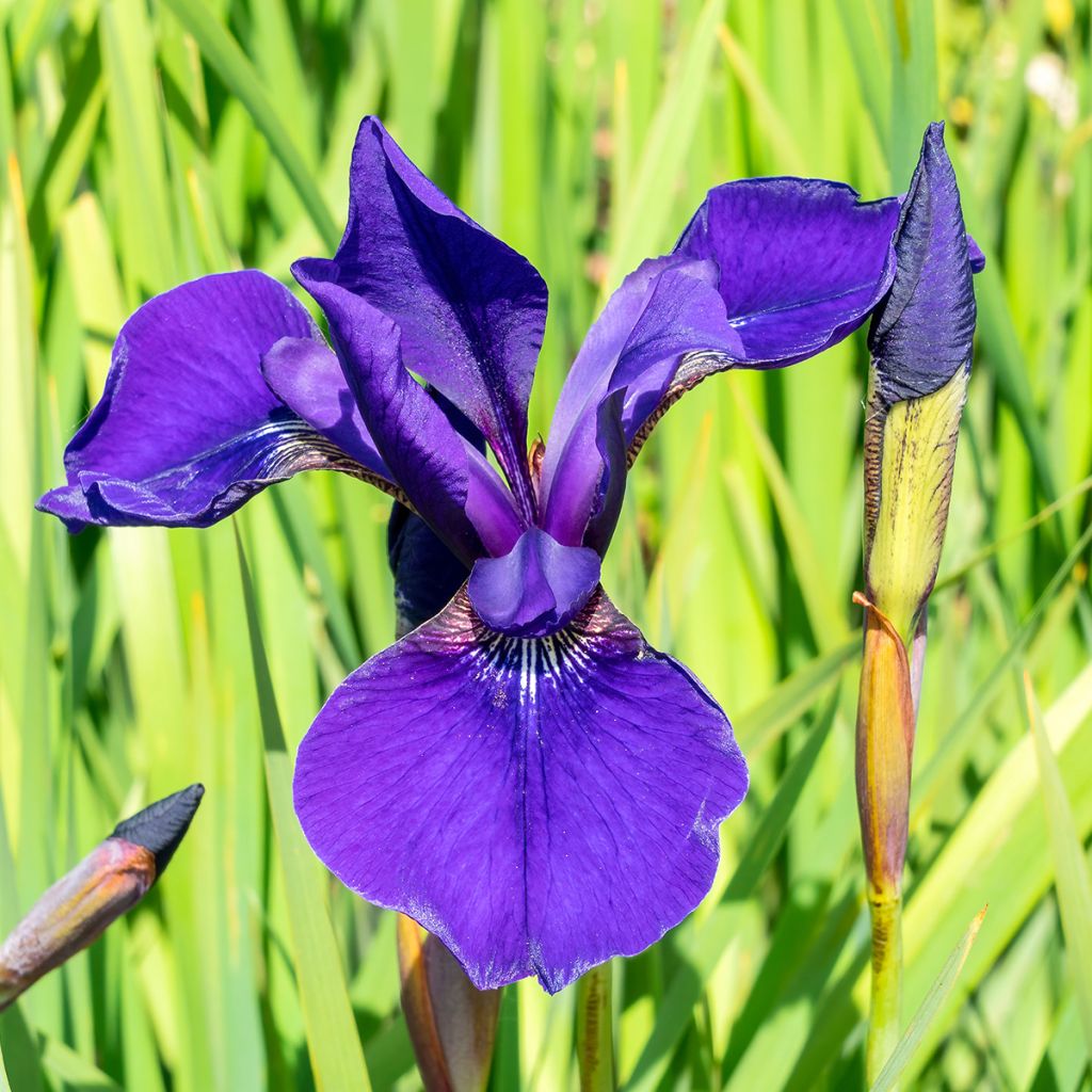 Iris sibirica Caesars Brother - Siberian Iris